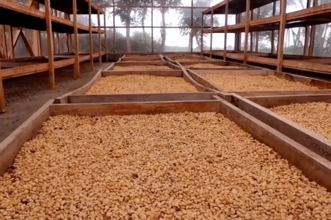 Bali ingin perluas ekspor kopi ke penjuru dunia