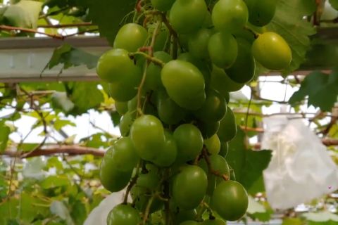 Belajar budidaya anggur di Robban Grapes