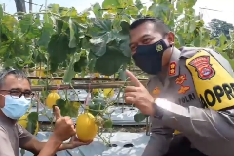 Bhabinkamtibmas dorong kemandirian petani lewat budidaya melon golden