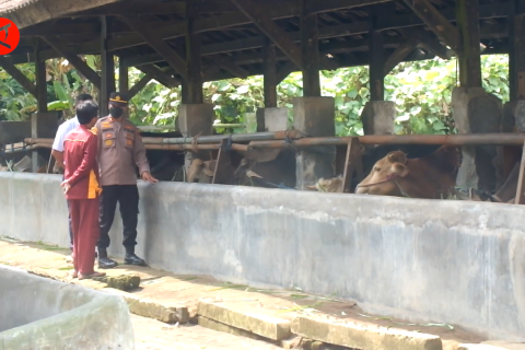 Cegah penularan PMK, Dinas Peternakan Jatim sterilisasi kandang ternak