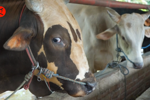 Integrasi pengawasan lalin ternak dan pangan untuk pengendalian PMK