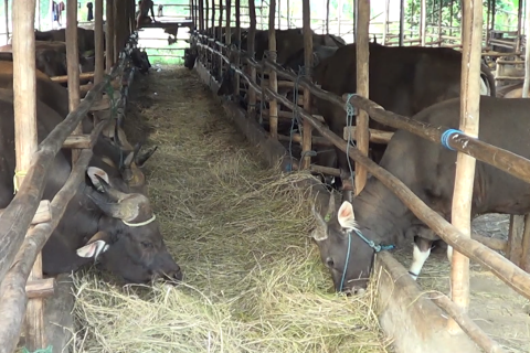 Ketersediaan sapi jelang Idul Adha dipastikan aman