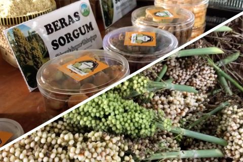 Mengenal sorgum yang punya banyak manfaat bagi tubuh