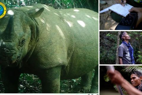 Melacak Badak Jawa bersama sang pemantau di TNUK