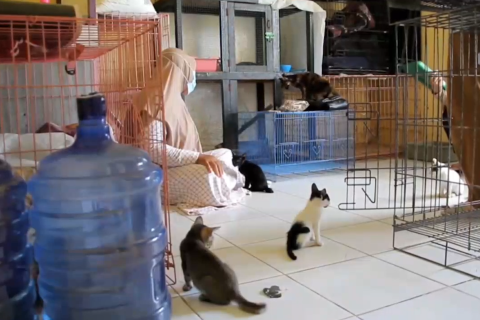 Nasib malang menimpa kucing jalanan, ini usaha penyayang hewan