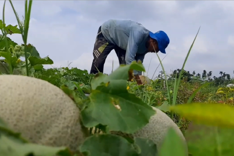 Petani melon bertahan ditengah omzet yang menurun