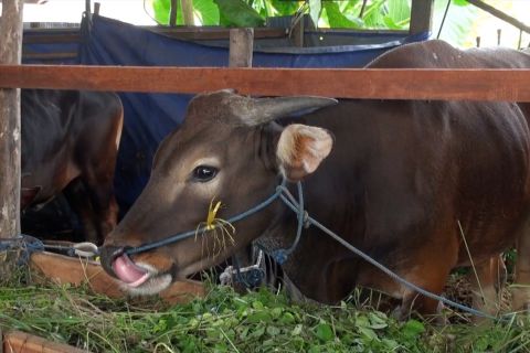 Kalteng sedang carikan sapi kurban presiden