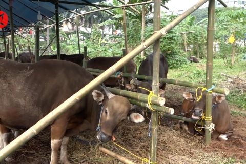 Kementan genjot vaksinasi PMK di beberapa provinsi