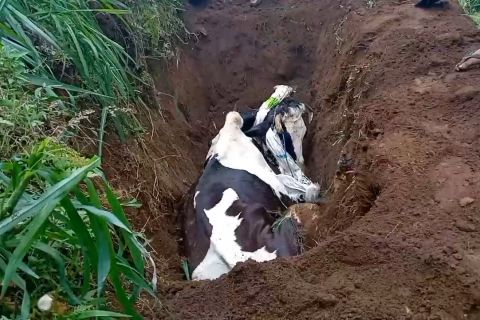 Pemkab Ponorogo restrukturisasi kredit bagi peternak terdampak PMK