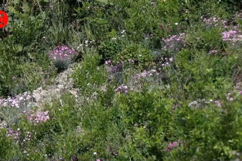 Transformasi hijau tambang terbengkalai di Pegunungan Qinling