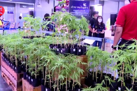 Thailand distribusikan 1 juta bibit ganja setelah legalisasi penanaman