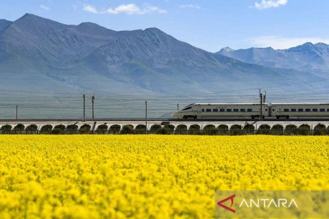 Menikmati hamparan bunga rapa di Qinghai