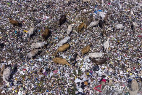 Sapi pemakan sampah di TPAS Kampung Ciangir