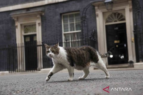 Mengenal Larry si kucing yang bekerja di kantor PM Inggris