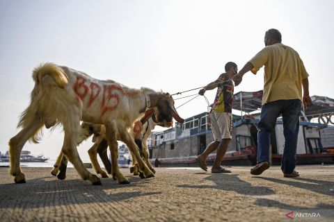 Pengiriman hewan kurban ke Kepulauan Seribu