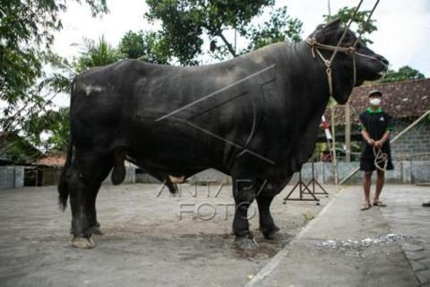 Sapi Kurban Presiden Di Sleman