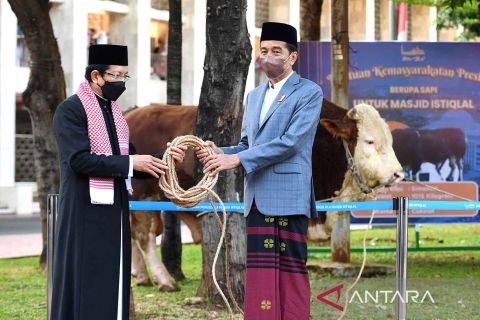 Presiden serahkan sapi kurban ke Masjid Istiqlal