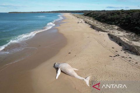Bangkai paus di perairan Australia