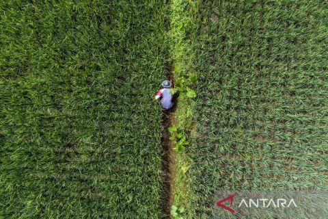 Pupuk subsidi untuk kebutuhan petani