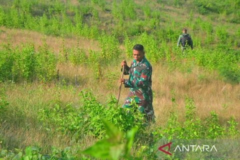 Pencarian serpihan pesawat tempur latih T-50i yang jatuh di Blora