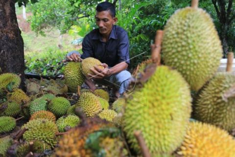 Panen Buah Durian