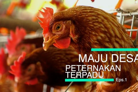 Mata Indonesia - Maju Desa Peternakan Terpadu (Eps. 1)