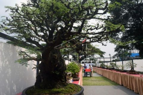 Festival Bonsai Nasional diikuti 250 peserta dari berbagai daerah