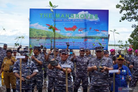 Memperingati Hari Mangrove sedunia TNI AL lakukan penanaman mangrove di Sorong