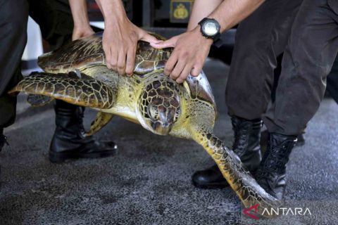 Polisi gagalkan upaya penyelundupan penyu hijau ke Denpasar