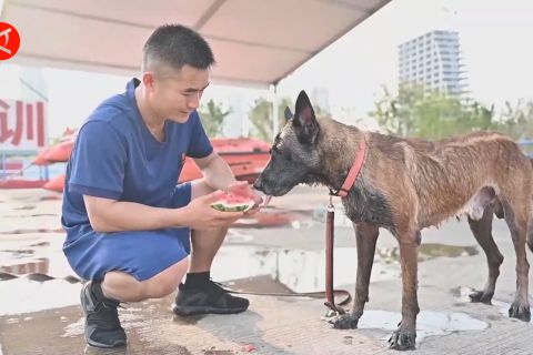 Melihat proses pelatihan anjing pelacak selama musim panas di Nanchang