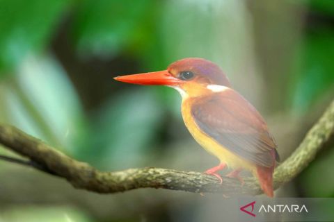 Indonesia jadi negara dengan spesies burung terancam punah terbanyak di dunia