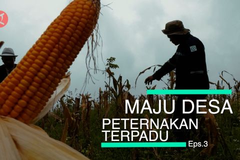 Mata Indonesia - Maju Desa Peternakan Terpadu (Eps.3)