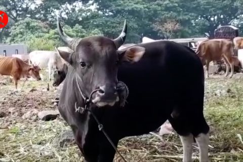 BKP Ternate: Maluku Utara masih bebas PMK