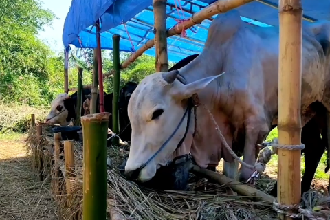 Jelang Idul Adha, harga hewan kurban di Kota Cirebon meningkat