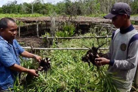 Kemenkop UKM siapkan 4 proyek percontohan korporatisasi