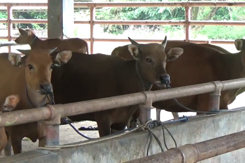 Ketersediaan sapi kurban di Sultra 17 ribu ekor