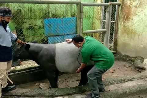 Lahir saat Idul Adha, Kebun Binatang Jambi tambah koleksi tapir Asia