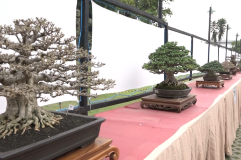 Melihat indahnya bonsai di Alun-Alun Kota Bogor