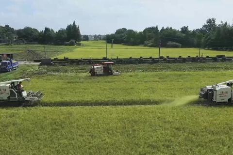 Melihat musim panen padi awal di Hunan, China