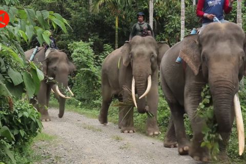 Menangani dan meminimalisasi konflik gajah dengan manusia di Aceh