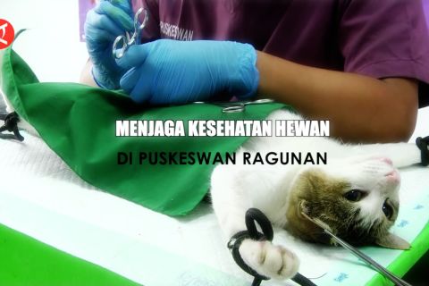 Menjaga kesehatan hewan di Puskeswan Ragunan