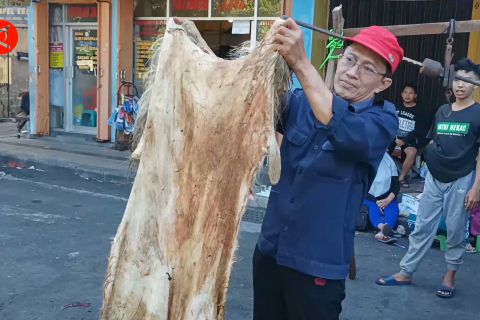 Menjemput rezeki dari sisa pemotongan hewan kurban