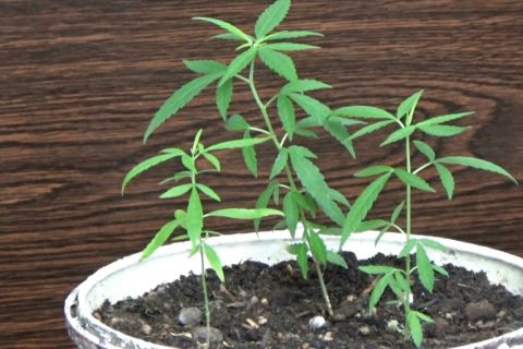 MUI masih kaji fatwa ganja medis