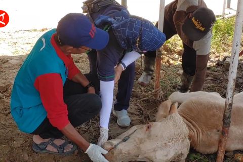 Pengawasan hewan kurban di Pekalongan