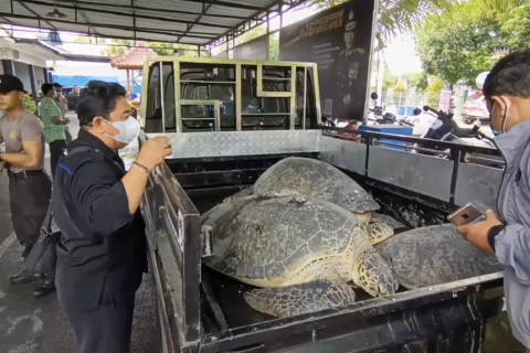 Polda Bali gagalkan penyelundupan belasan penyu hijau