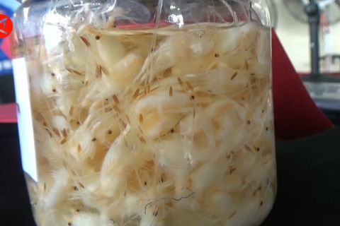 Polda Jatim gagalkan penyelundupan puluhan ribu benih lobster