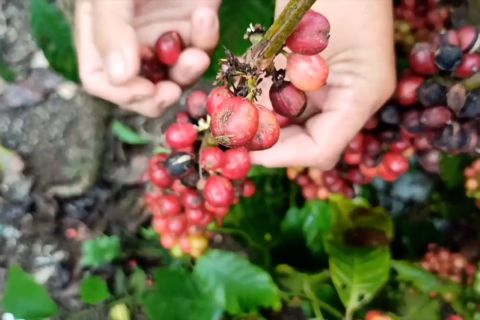 Babel gelar pelatihan prosedur ekspor bagi UMKM Go Global