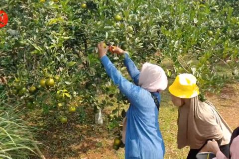 Ciptakan wisata agro untuk tingkatkan ekonomi petani