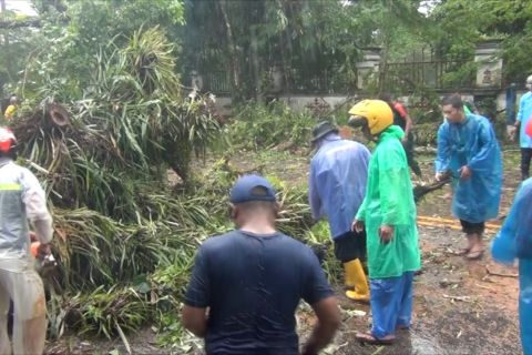 Damkar kota Ambon bersihkan pohon tumbang di 3 lokasi