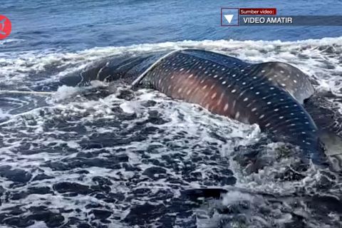 Hiu tutul terdampar di Pantai Nyamplung mati terjebak ombak surut